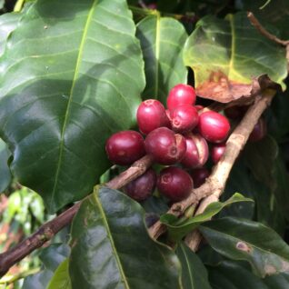 Owoc Arabica dojrzały świeżo palona kawa do biura warszawa