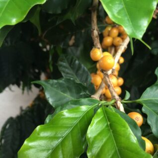 Owoc Arabica niedojrzały palarnia kawy łomianki