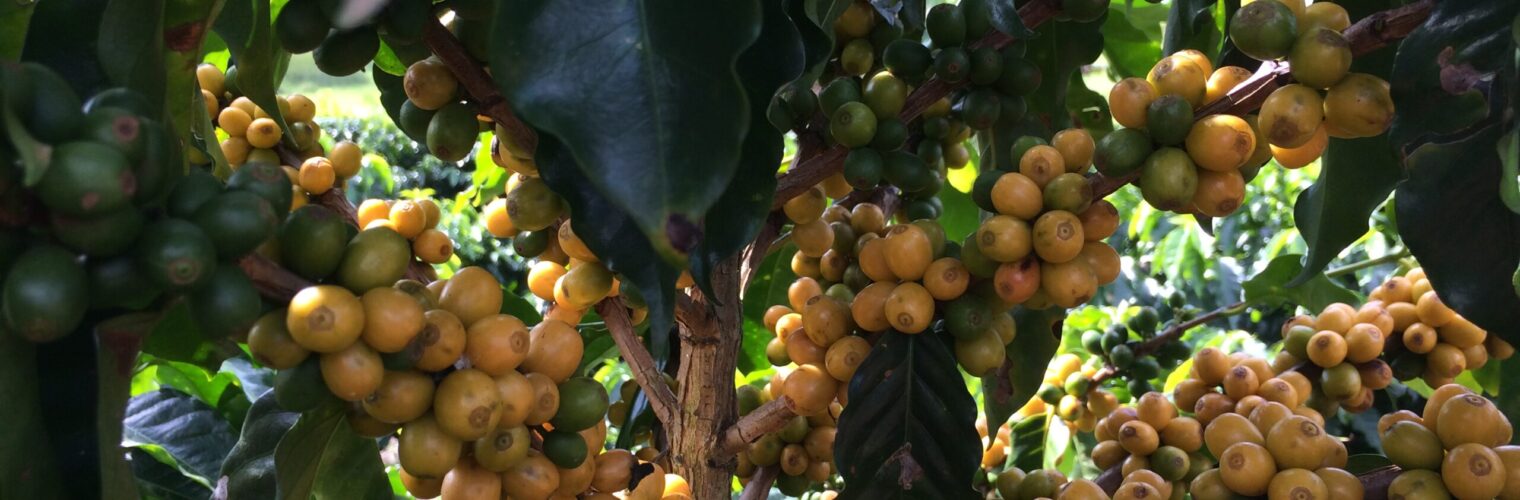 Owoce Arabica niedojrzałe Kawa do biura Warszawa