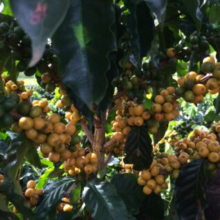 Owoce Arabica niedojrzałe kawa ziarnista